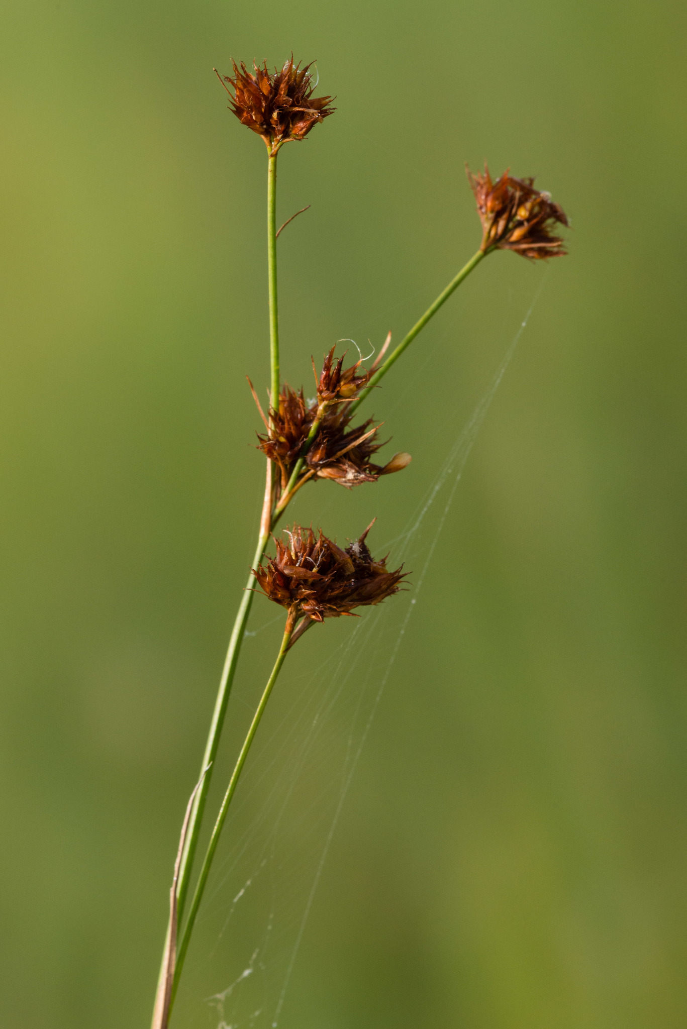 Rhynchospora fascicularis