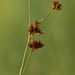 Rhynchospora fascicularis - Photo (c) Keith Bradley, osa oikeuksista pidätetään (CC BY-NC), lähettänyt Keith Bradley