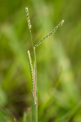 Paspalum caespitosum