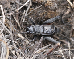 Gryllus saxatilis