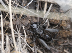 Gryllus saxatilis