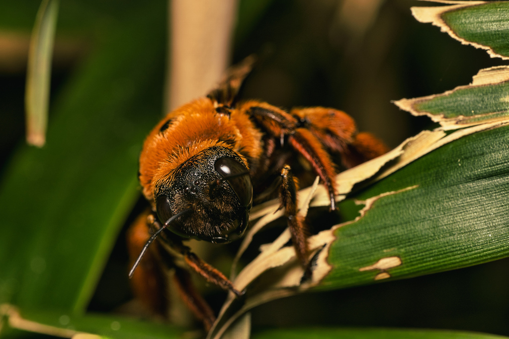 Red-headed Carpenter