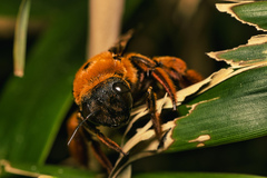 Xylocopa ruficeps