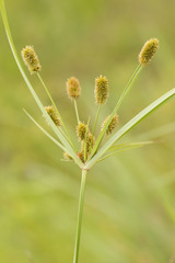 Image of Cyperus ovatus