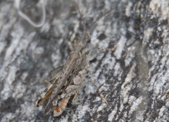 Psoloessa delicatula