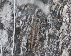 Psoloessa delicatula