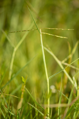 Florida reimar grass (Reimarochloa oligostachya)