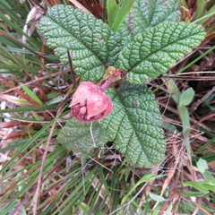 Rubus acanthophyllos