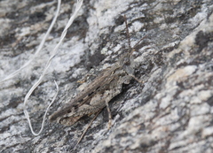 Psoloessa delicatula