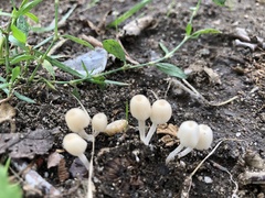 Coprinellus