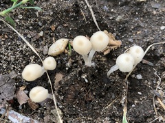 Coprinellus