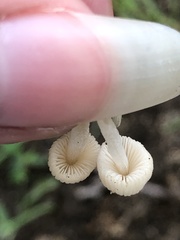 Coprinellus