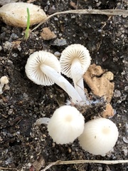 Coprinellus