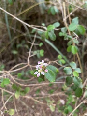 Heteropterys purpurea