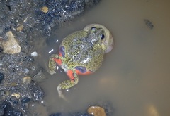 Pleurodema brachyops