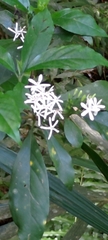 Tarenna gracilipes