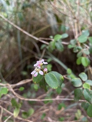 Heteropterys purpurea