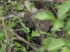 Mustela