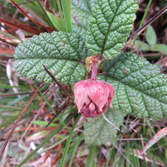 Rubus acanthophyllos