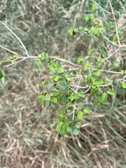 Heteropterys purpurea