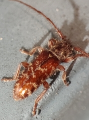 Eupogonius tomentosus