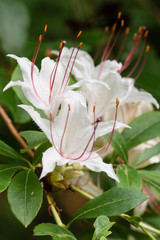Rhododendron arborescens