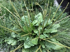 Plantago major