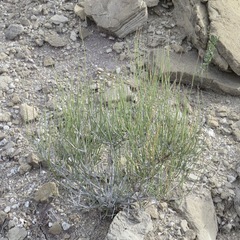 Ephedra torreyana