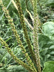 Plantago major