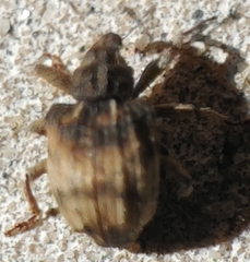 Phyrdenus divergens
