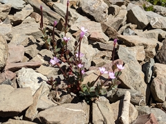 Epilobium clavatum