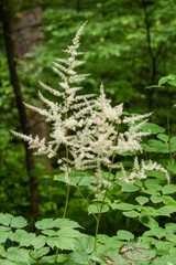 Astilbe biternata