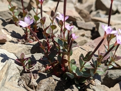 Epilobium clavatum