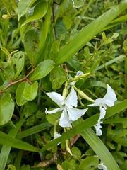 Echites yucatanensis