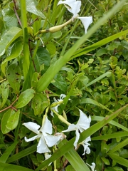 Echites yucatanensis