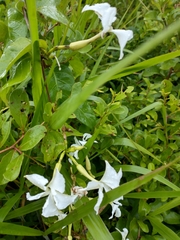 Echites yucatanensis