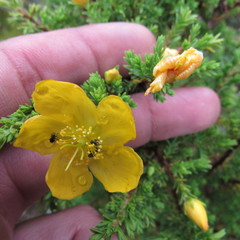 Hypericum thuyoides