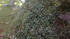 Cladonia subsquamosa