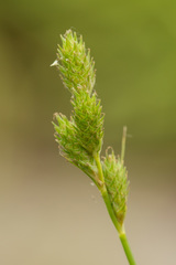 Carex longii