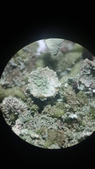 Cladonia subsquamosa