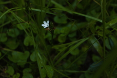 Elytraria caroliniensis