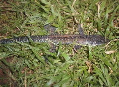 Ameiva