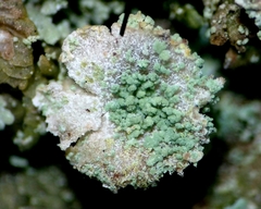 Cladonia subsquamosa