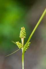 Carex complanata