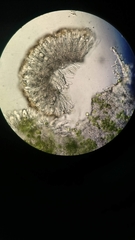 Cladonia subsquamosa