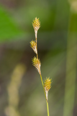 Carex festucacea