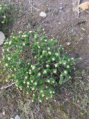Pimelea flava dichotoma