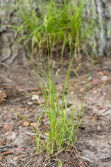 Carex longii