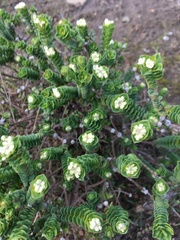 Pimelea flava dichotoma