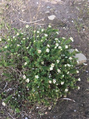 Pimelea flava dichotoma